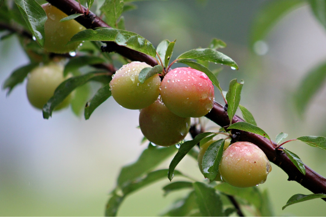 Kakadu Plum: The Superfruit Transforming Hair Care