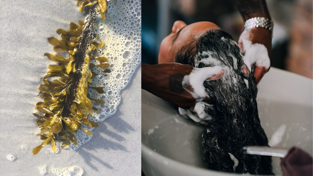Sea Moss for Hair: Why This Ocean Superfood Is a Game-Changer for Relaxed Hair